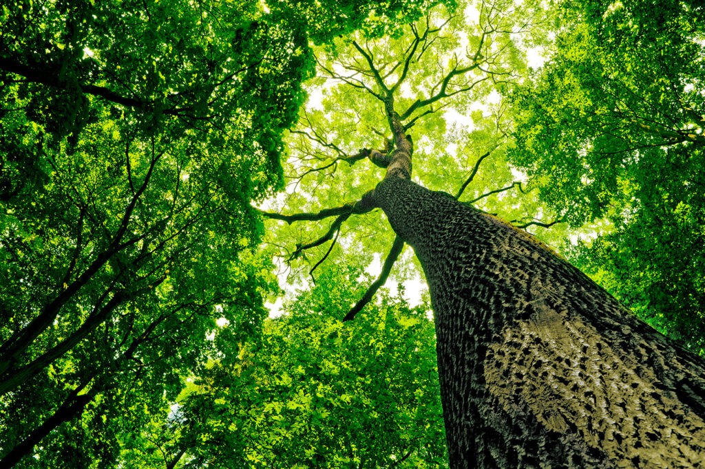 forest trees. nature green wood sunlight backgrounds.